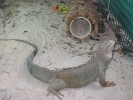 PICTURES/Tourist Sites in Florida Keys/t_Crane Point Nature Center - Iguana 2.JPG